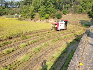 아리랑님의 벼 · 영농일지 작성글 사진