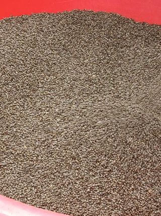 강지현님의 들깨 · 영농일지 작성글 사진