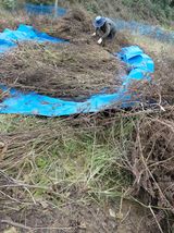 팜모닝 들깨·영농일지 게시글 이미지