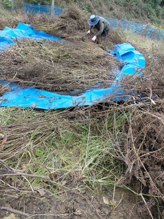 좋은인연원님의 들깨 · 영농일지 작성글 사진