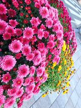 팜모닝 벼·영농일지 게시글 이미지