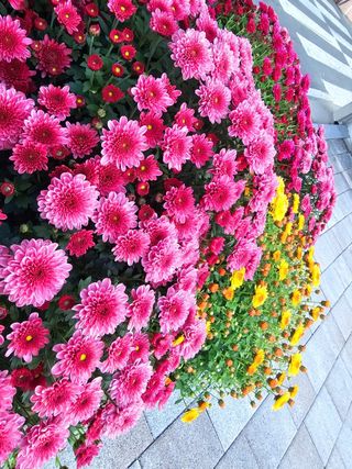 이미옥님의 벼 · 영농일지 작성글 사진