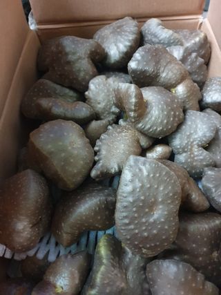 샤이니바다님의 기타작물 · 영농일지 작성글 사진