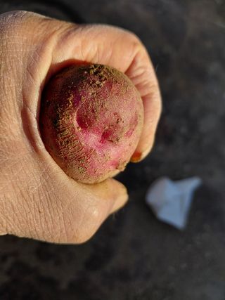 좋은인연원님의 감자 · 영농일지 작성글 사진