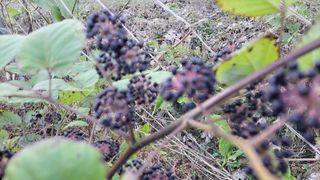 김홍중님의 기타작물 · 영농일지 작성글 사진