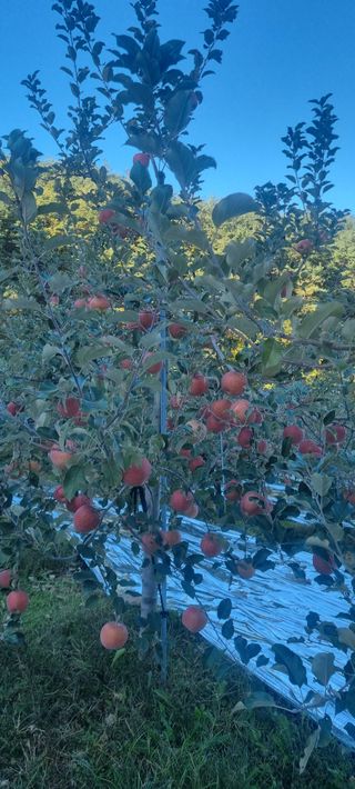 김은희님의 사과 · 영농일지 작성글 사진