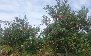 엄기덕님의 양파 · 영농일지 작성글 사진