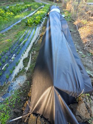 행운아님의 기타작물 · 영농일지 작성글 사진