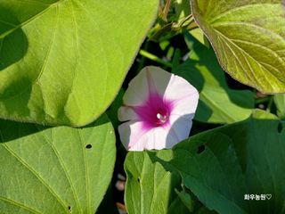 화우농원님의 고구마 · 영농일지 작성글 사진