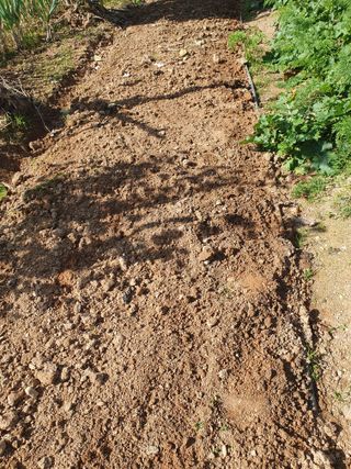 엄기덕님의 양파 · 영농일지 작성글 사진