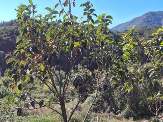 형남영님의 기타작물 · 영농일지 작성글 사진