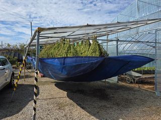 제주농부님의 양파 · 영농일지 작성글 사진