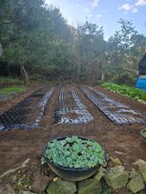 팜모닝 마늘·영농일지 게시글 이미지