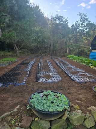 매실21434님의 마늘 · 영농일지 작성글 사진