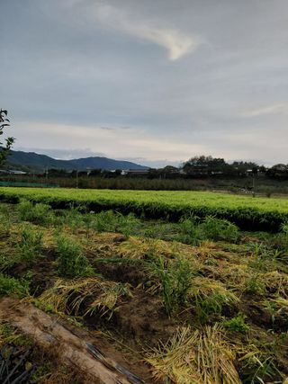 손영호님의 기타작물 · 영농일지 작성글 사진