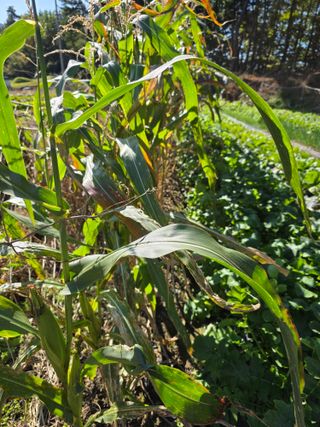 행운아님의 기타작물 · 영농일지 작성글 사진