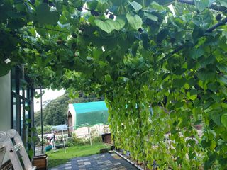 샤이니바다님의 기타작물 · 영농일지 작성글 사진