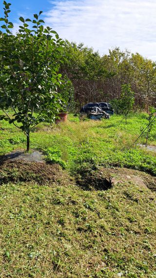 주윤발이님의 기타작물 · 영농일지 작성글 사진
