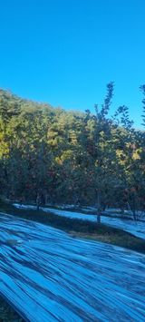 팜모닝 사과·영농일지 게시글 이미지