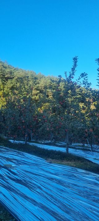 김은희님의 사과 · 영농일지 작성글 사진