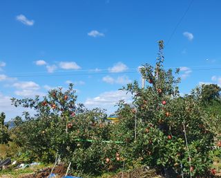엄기덕님의 양파 · 영농일지 작성글 사진