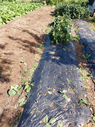 상추20832님의 마늘 · 영농일지 작성글 사진