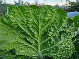 김인수님의 배추 · 영농일지 작성글 사진