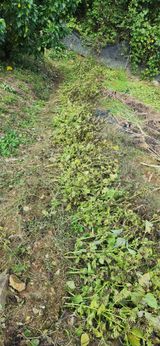 팜모닝 들깨·영농일지 게시글 이미지