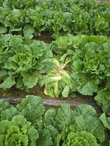 팜모닝 기타작물·영농일지 게시글 이미지