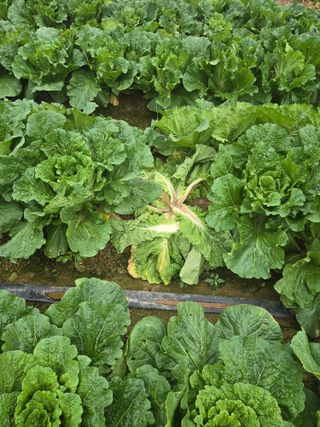 김연후님의 기타작물 · 영농일지 작성글 사진