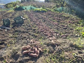 김대기님의 고구마 · 영농일지 작성글 사진