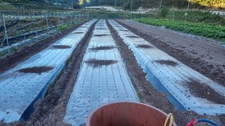 김동명님의 마늘 · 영농일지 작성글 사진