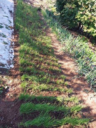 상추20832님의 마늘 · 영농일지 작성글 사진