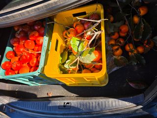 행운아님의 기타작물 · 영농일지 작성글 사진