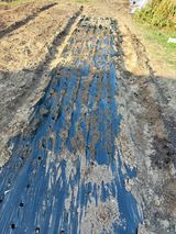 팜모닝 들깨·영농일지 게시글 이미지