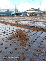 팜모닝 마늘·영농일지 게시글 이미지