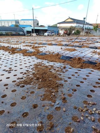 승기님의 마늘 · 영농일지 작성글 사진