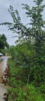 팜모닝 기타작물·영농일지 게시글 이미지