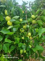 팜모닝 기타작물·영농일지 게시글 이미지