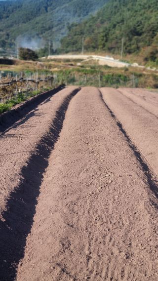 김동명님의 마늘 · 영농일지 작성글 사진