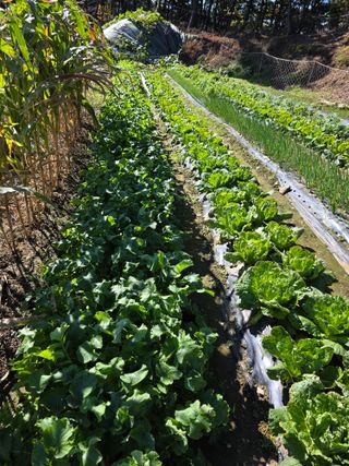 행운아님의 기타작물 · 영농일지 작성글 사진