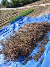 팜모닝 들깨·영농일지 게시글 이미지