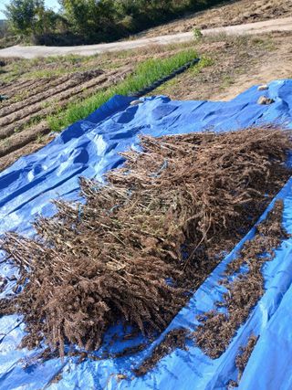 백영호님의 들깨 · 영농일지 작성글 사진