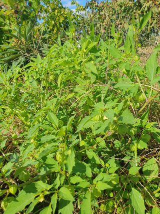 엄기덕님의 양파 · 영농일지 작성글 사진