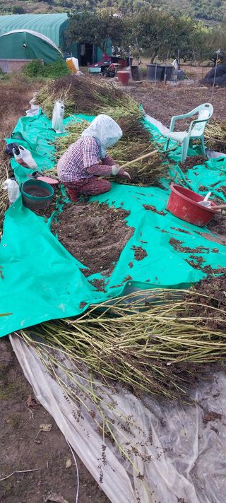 양지뜸갈비박재식님의 기타작물 · 영농일지 작성글 사진