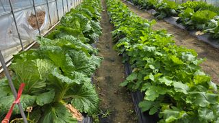 가야산도사님의 기타작물 · 영농일지 작성글 사진