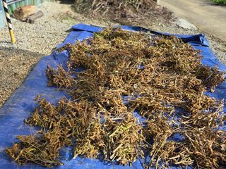 제주농부님의 양파 · 영농일지 작성글 사진