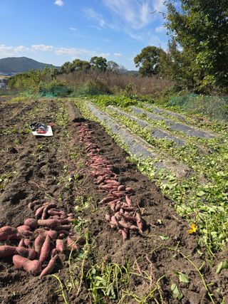 김대기님의 고구마 · 영농일지 작성글 사진