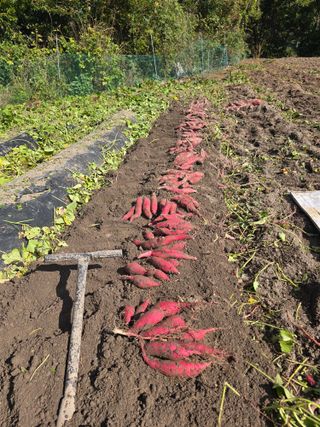 김대기님의 고구마 · 영농일지 작성글 사진