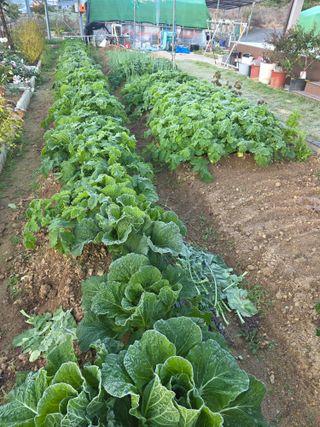 초평매박골(최안규)님의 배추 · 영농일지 작성글 사진